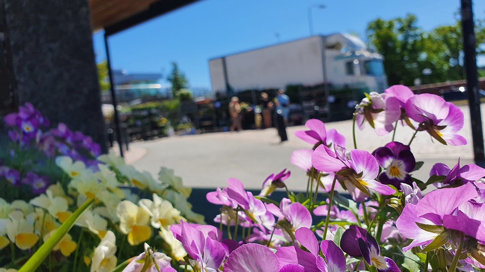 Sommarblommor som går i lila, gult och rosa. I bakgrunden skymtas torghandeln på torget i Mullsjö.