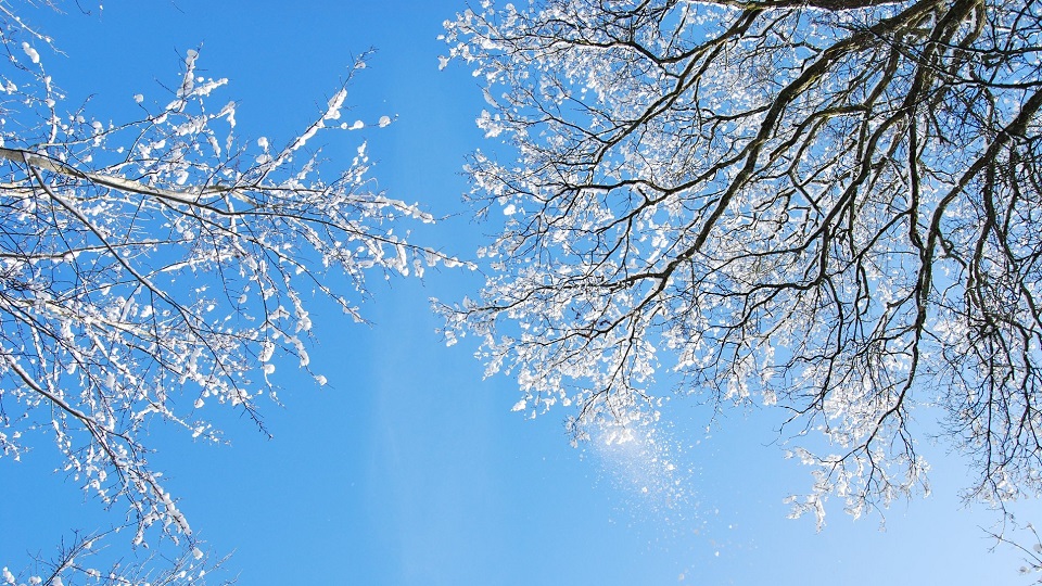 Snötäckta grenar mot klarblå himmel