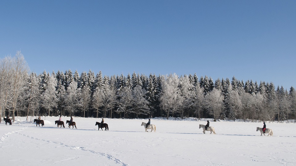 Hästar  på led genom en snötäckt åker. Klarblå himmel och frost på träden i bakgrunden.