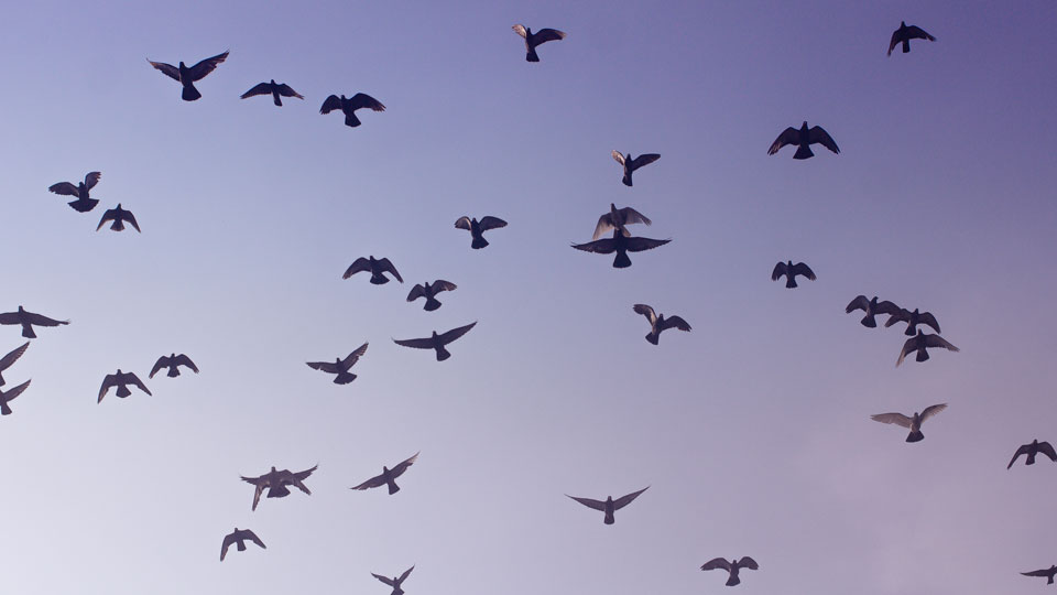 En flock fåglar mot blå himmel