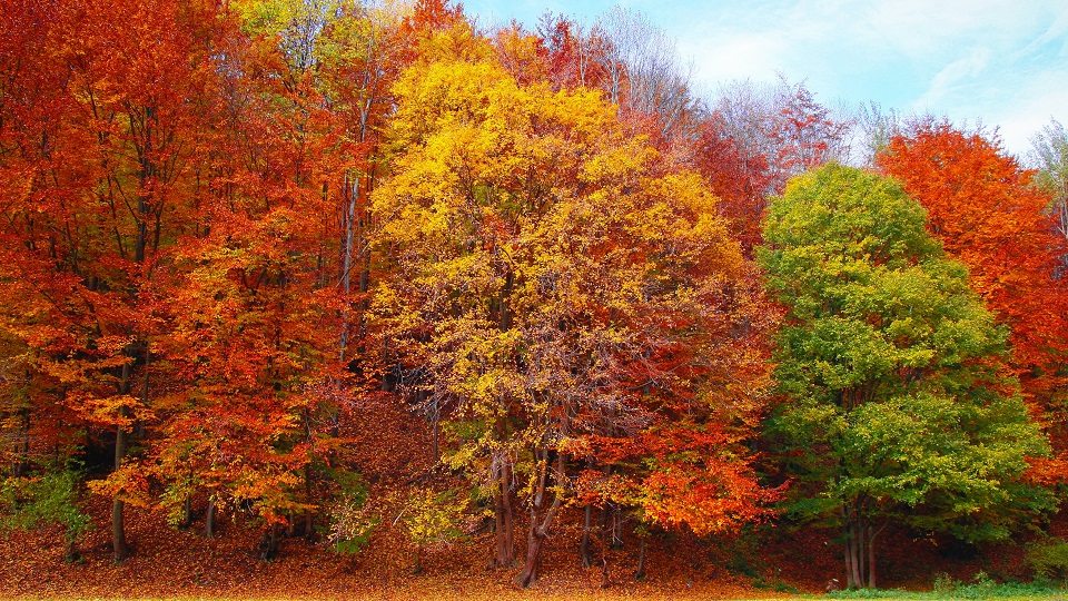 Träd i höstens färger: grön, gul, orange, röd.