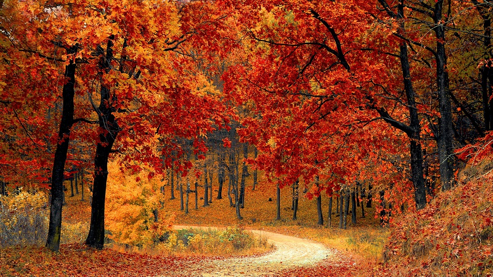 Promenadslinga med träd i höstens färger: röd, orange och gul.
