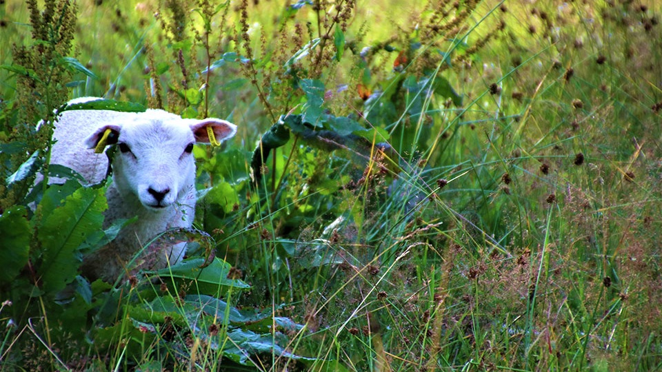 Ett lamm betar bland högt gräs en sommardag