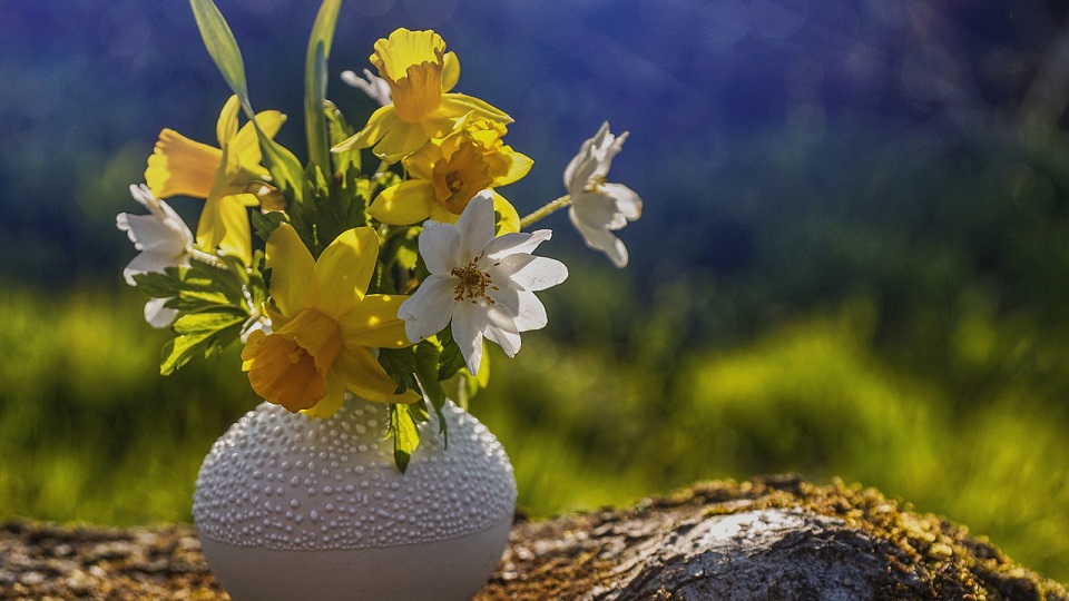 Vitsippor och påskliljor i en vas på en sten