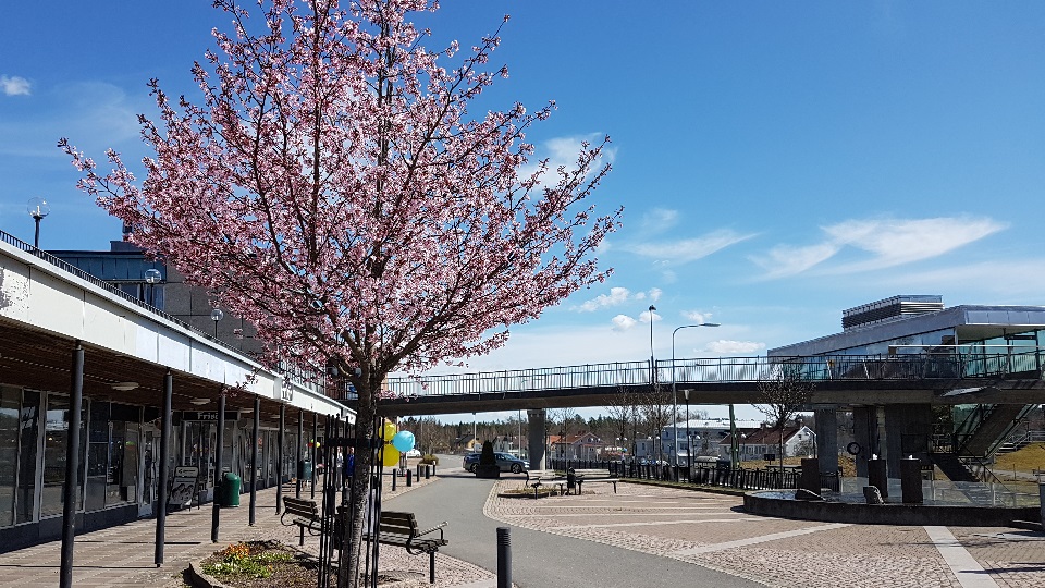 Blommande körsbärsträd utanför kommunhuset