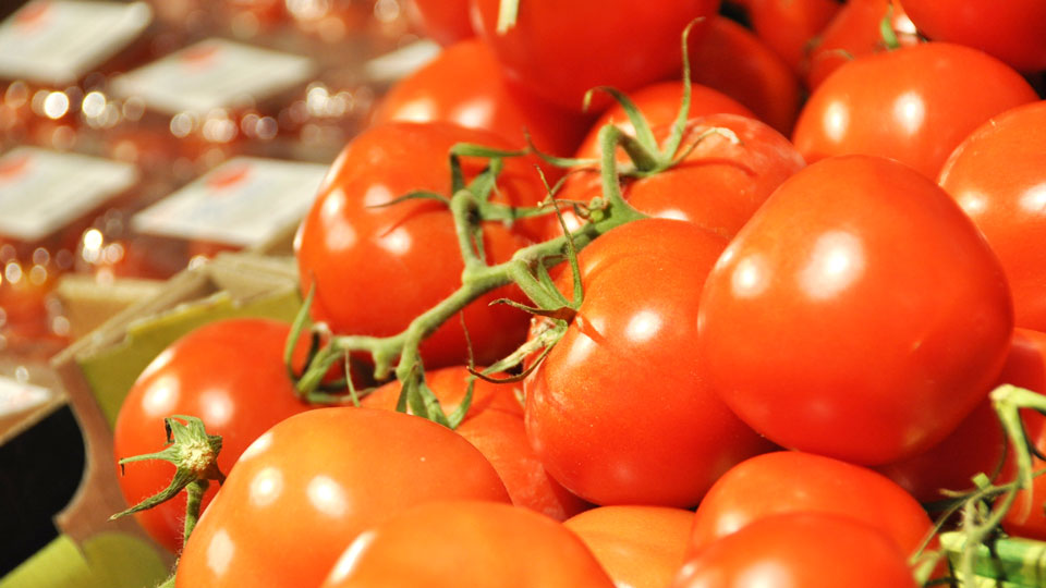 Närbild på röda tomater på kvist