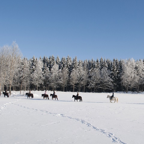 Islandshästar på led i snön