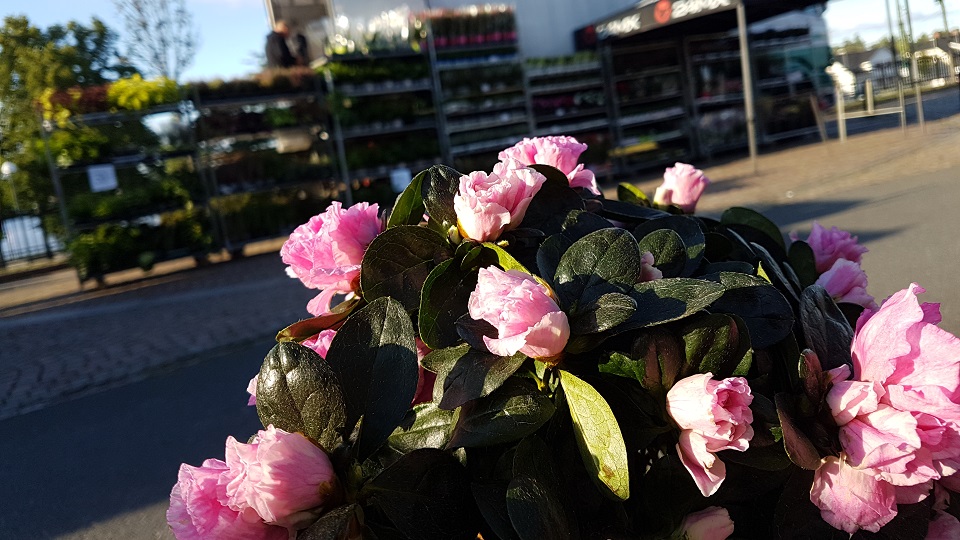 Rosa blommor i förgrunden. I bakgrunden skymtas torghandlarens blomsterförsäljning.