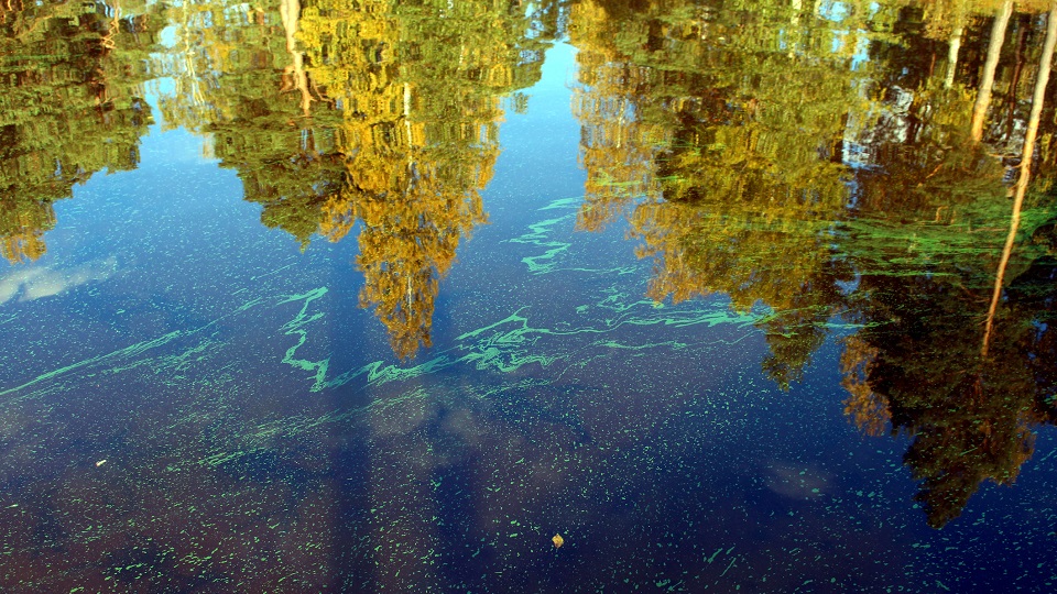 Sjö med strimmor av algblomning och granar som reflekteras i vattnet.