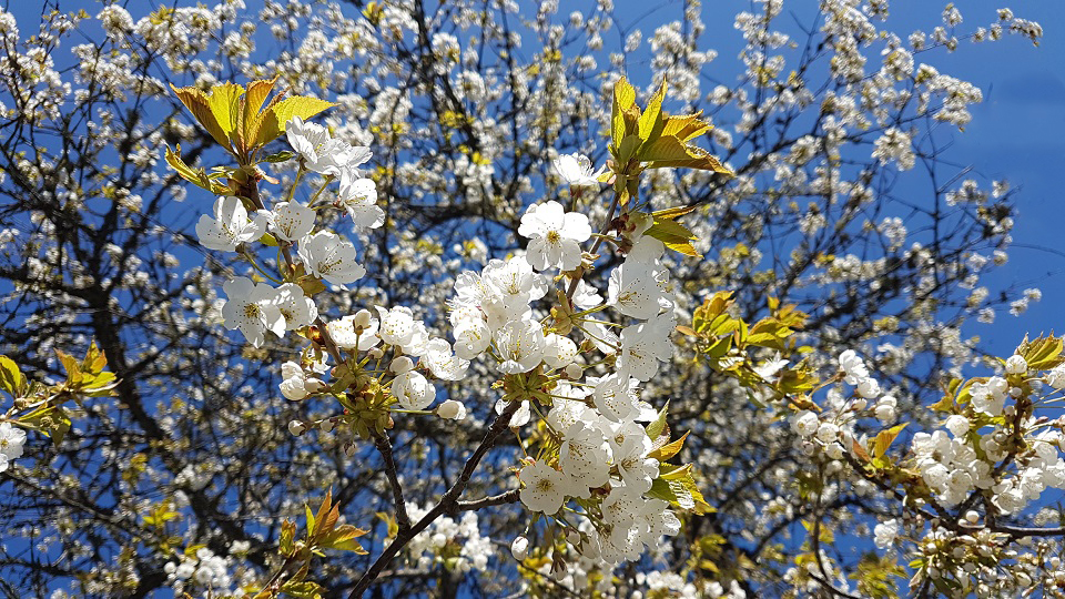 Blommande körsbärsträd 