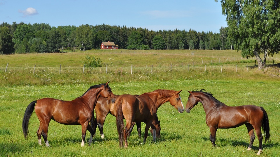 Vackra hästar i en sommarhage
