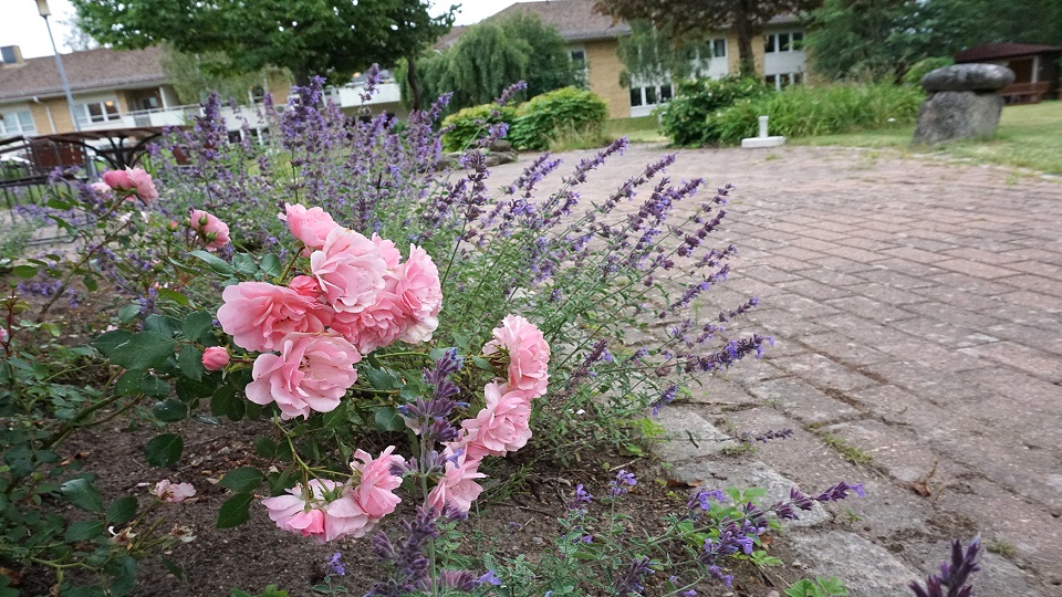 Blomrabatt med rosor och lavendel på Margaretas park