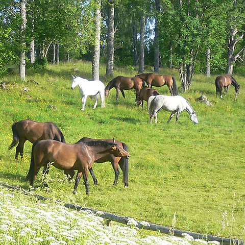 Många hästar på grön äng