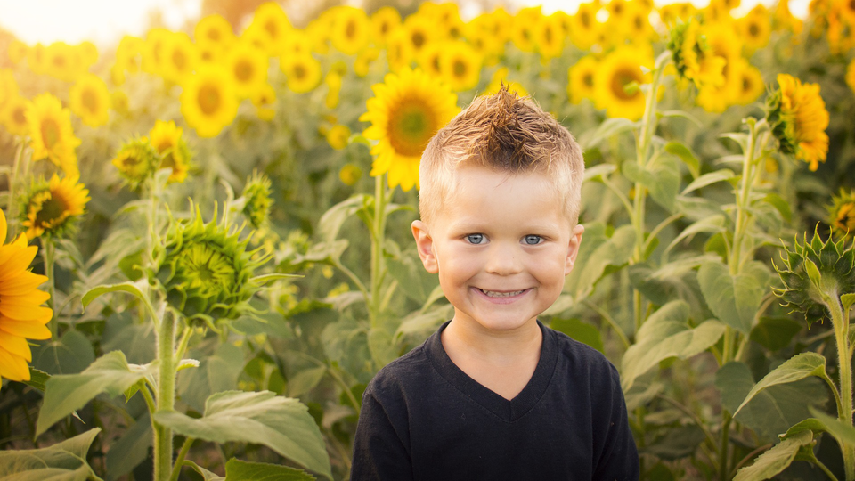 Glad pojke står i mitten av ett solrosfält