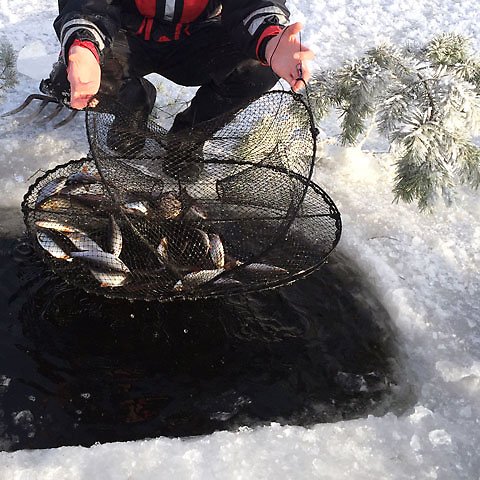 Person lyfter upp fiskbur ur isvak