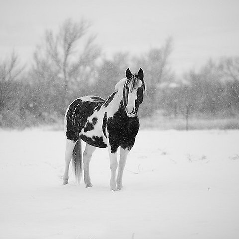 Svartvitt häst ståendes på ett fält täckt av snö