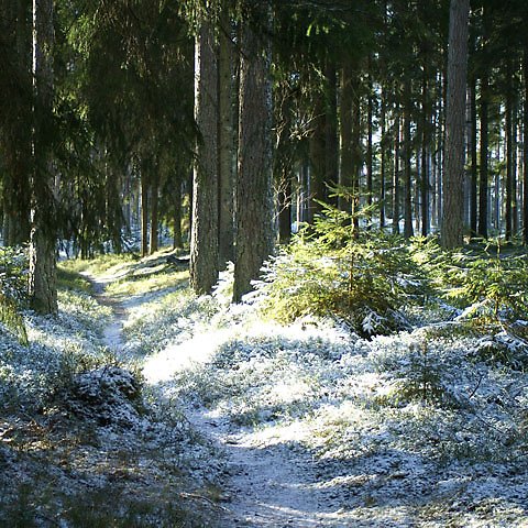 En snöpudrad skogsstig