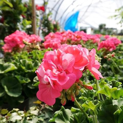 Rosa pelargoner i växthus